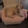 Hübsche Labrador Mix Hündin