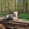 Hübsche Labrador Mix Hündin
