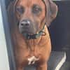 Cicco sucht sein Zuhause