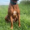 Cicco sucht sein Zuhause