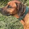 Cicco sucht sein Zuhause