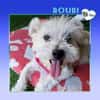 💛 BOUBI 💛 - SUCHT NEUES ZUHAUSE!