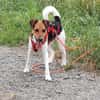 Snoa 9 Monate Foxterrier Mix