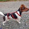 Snoa 9 Monate Foxterrier Mix