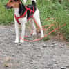 Snoa 9 Monate Foxterrier Mix