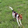 Snoa 9 Monate Foxterrier Mix