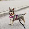 Cuki