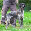ARLEQUIN (en placement provisoire)
