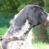 ARLEQUIN (en placement provisoire)