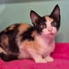 PRALINE