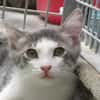KITSU