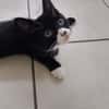 Whoppie