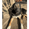 Pepita
