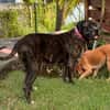Perle, femelle, chien de cour italien, née le 24/02/2019