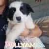 POLLYANNA cucciolina adorabile