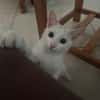 Aby, femelle croisée européen, née le 02/03/2025 🐱
