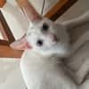 Aby, femelle croisée européen, née le 02/03/2025 🐱