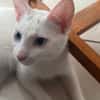 Aby, femelle croisée européen, née le 02/03/2025 🐱