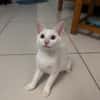 Aby, femelle croisée européen, née le 02/03/2025 🐱