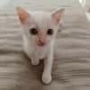 Lily Rose, la belle minette