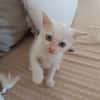 Lily Rose, la belle minette
