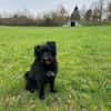 Alfi 2-jähriger Puli Mix