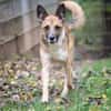 Lennox sucht ein Zuhause