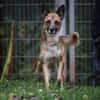 Lennox sucht ein Zuhause