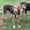 Die 3 Musketiere