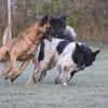 Sam Carter sucht hundeerfahrene Menschen