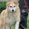 Bailey - hübscher, aufgeweckter Rüde