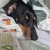 Harry - unkompliziert und verschmust