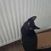 Dali, kleine schwarze Schönheit sucht ..
