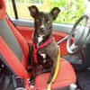 Cara 💜💜💜 Happy-Home gesucht
