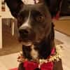 Cara 💜💜💜 Happy-Home gesucht