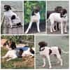 CANDY, w., kastr., Pointer-Mix, 60 cm