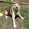 Sansa, hübsches Hundemädchen sucht