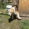 Sansa, hübsches Hundemädchen sucht