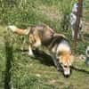 Sansa, hübsches Hundemädchen sucht