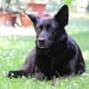 Elsa sucht ihr Happy End