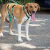 Perro ist freundlich und neugierig
