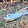 Offener, junger Kater Luis