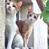 Offener, junger Kater Luis