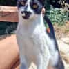 Junger, zutraulicher Kater Kolumbus