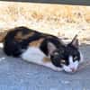 Junge Katze mit Charakter .... Mia