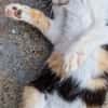 Junge Katze mit Charakter .... Mia
