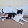 Junge Katze mit Charakter .... Mia
