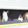 Junge Katze mit Charakter .... Mia