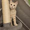 Viele Kitten u. Katzen suchen ihr Zuhaus