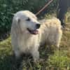 Katzenverträglicher Thor sucht Familie